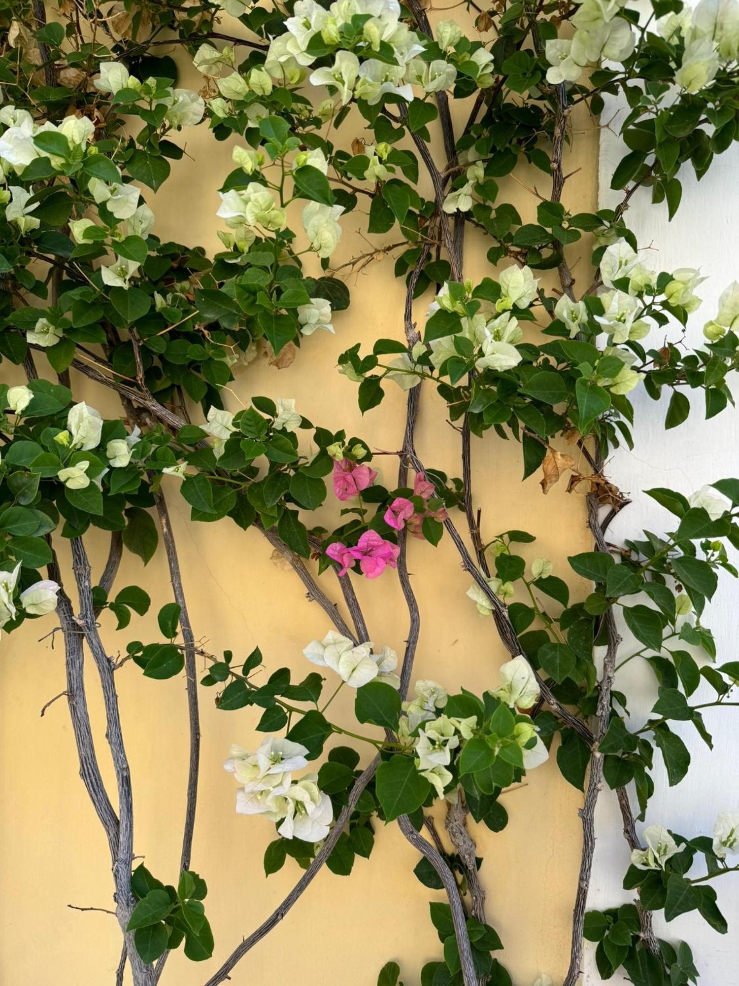 Casa Calamondino Bed and Breakfast Bari Exteriör bild
